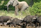 Tanganyika : les éléphants dévastent des champs à Kiluba