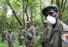 Nord-Kivu : 4 éco-gardes blessés, bilan d’une attaque armée à Nyamilima dans le Parc national des Virunga