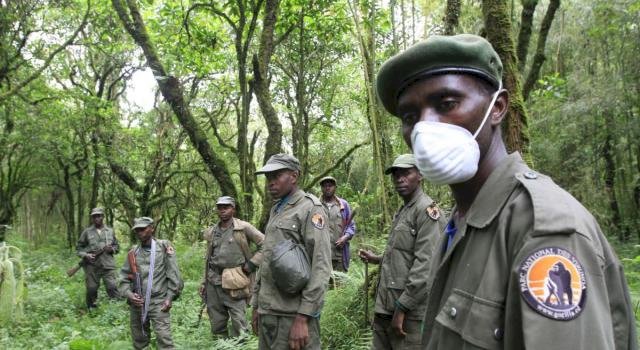 Nord-Kivu : 4 éco-gardes blessés, bilan d’une attaque armée à Nyamilima dans le Parc national des Virunga