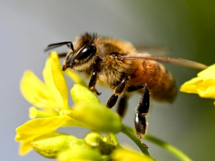 Goma: la communauté est appelé à protéger l'abeille