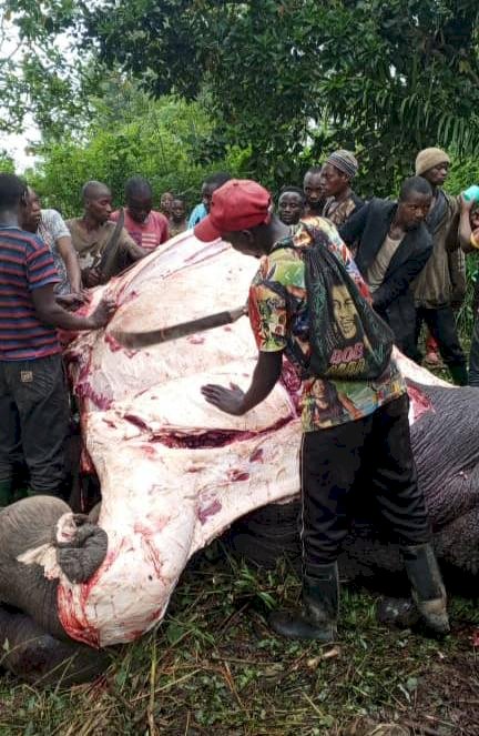 Flash : 3 éléphants abattus a Binza