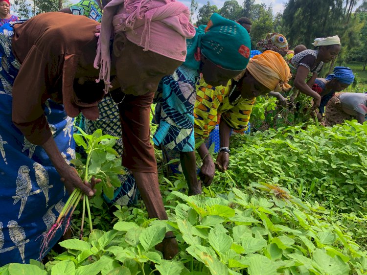 Goma : Afrikin-Drc donne du sourire aux femmes vulnérables grâce à l’agriculture et l’élevage