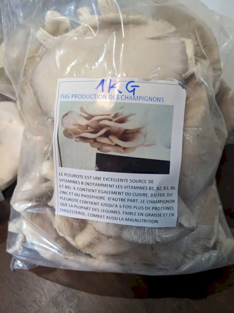 ISIG-Goma lance une production innovante de champignons pour autonomiser ses étudiants